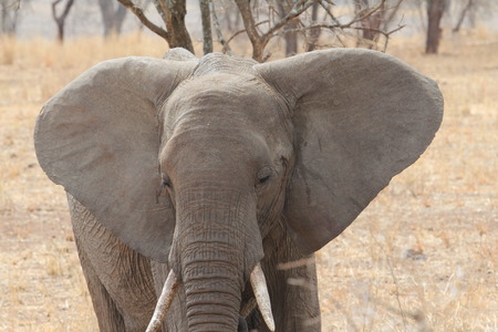 Elephant, Tanzaniaの写真素材