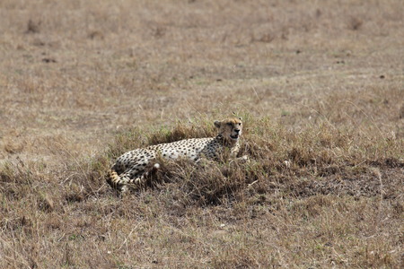 Cheetah relax