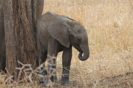 Little elephantの写真素材