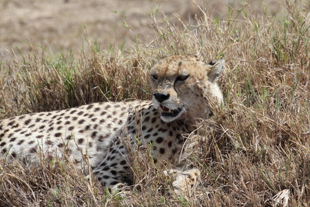 African cheeathの写真素材