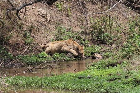 Thirsty lionの写真素材