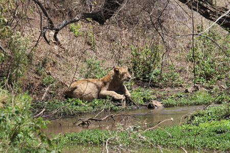 Thirsty lionの写真素材