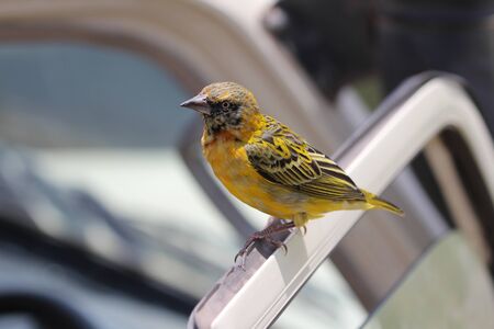African birdの写真素材