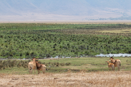 Hartebeests in the savanna, Tanzaniaの写真素材