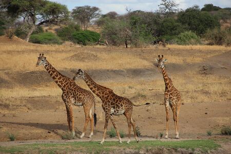 Giraffe, Tanzaniaの写真素材