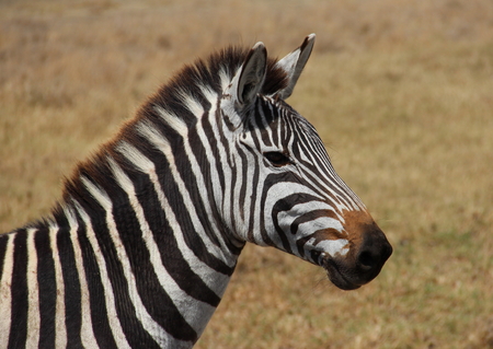 African zebraの写真素材