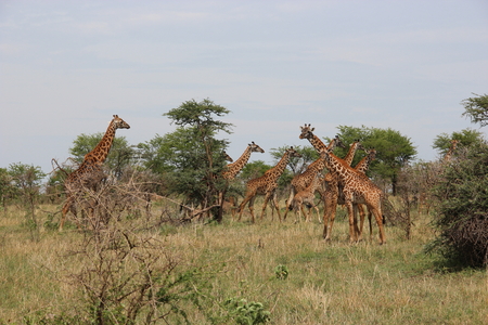 Giraffes eating in the savannaの写真素材