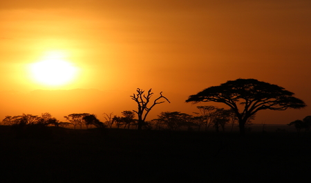Savanna sunsetの写真素材