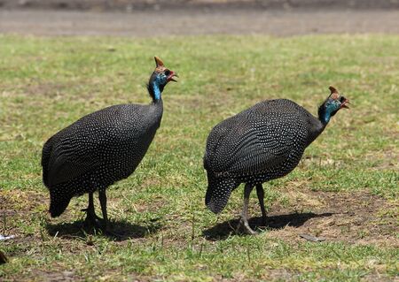 Africa birdsの写真素材