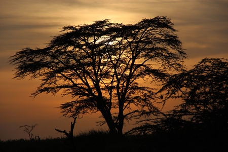 Savanna sunsetの写真素材