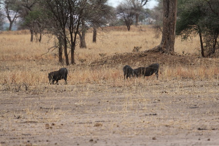 Lions hunting warthogs, Tanzaniaの写真素材