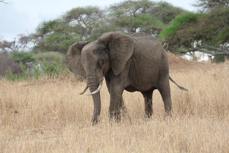 African elephantの写真素材