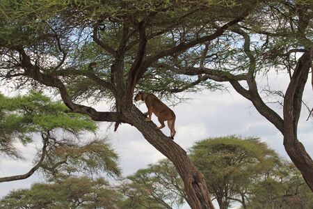 Lion on tree, Tanzaniaの写真素材