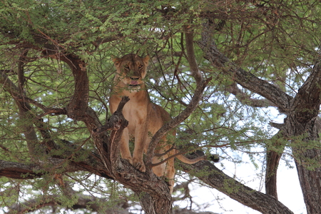Lion on tree, Tanzaniaの写真素材