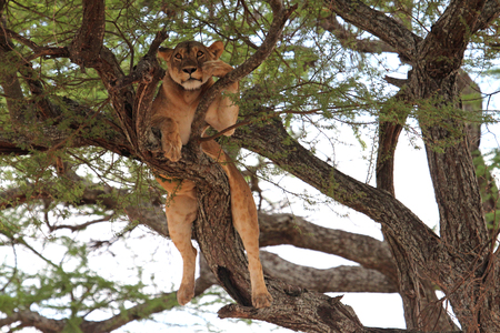 Lion relax, Tanzaniaの写真素材
