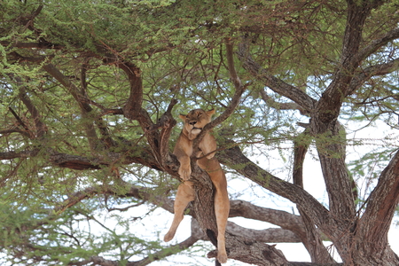Lion rest, Tanzaniaの写真素材