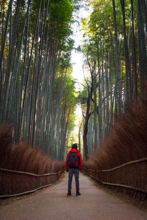 Male traveller standing in front of bamboo forest with photographer backpack.の写真素材