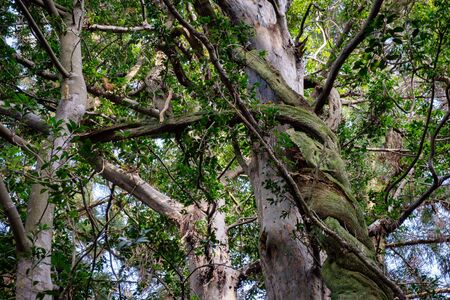Mysterious and twisted trees with green roots