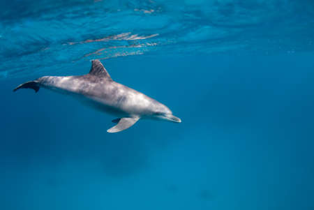 Dolphin swimming in the blue and clear waters of the red seaの写真素材