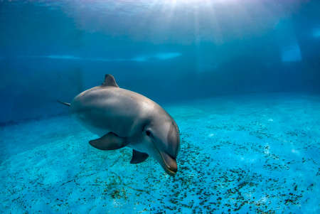 Underwater image of a bottlenose dolphin (turnips truncatus) swimming in a poolの写真素材