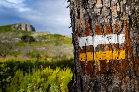 Sign of a natural trail of short distance painted in the trunk of a pine. In the background the pick...
