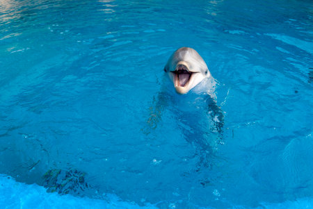 One dolphin in the surface of a pool with the mouth openの写真素材
