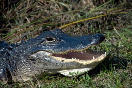Portrait of an American alligator with his mouth openの写真素材