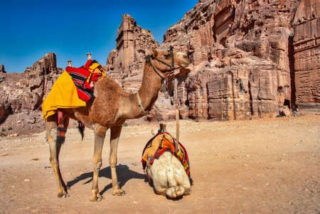 Two dromedary camels resting in front of a tomb in the ancient city of Petraの写真素材