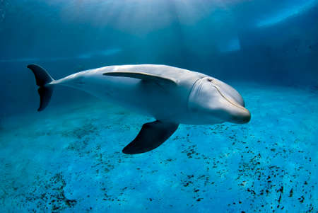 Underwater image of a bottlenose dolphin (Tursiops truncatus) diving in a pool in a dolphinariumの写真素材