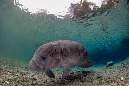 Florida Manatee resting peacefully in the calm waters of Crystal Riverの写真素材