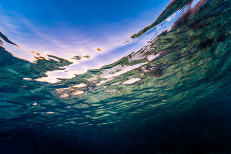 Colorful underwater background ideal to use as background for presentations or desingsの写真素材