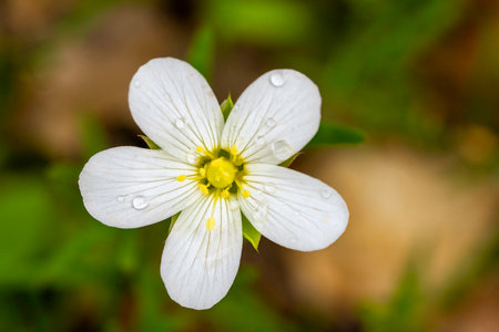 Green background with a white flower (Mountain sandwort) with drops of water in the petalsの写真素材