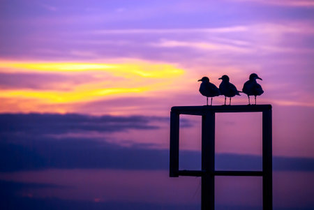 Silhouette of three seagulls perching on a wood structure with a beautiful sunset as backgroundの写真素材