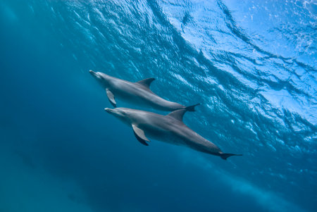 Two indic bottlenose dolphins (tursiops aduncus) swimming in the oceanの写真素材