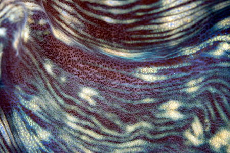 Closeup of an Abstract Pattern of a Giant Clam Shellの写真素材