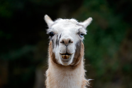 Portrait of a llama (Lama glama) with two-colored eyes
