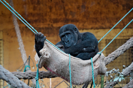 A female gorilla in captivity resting on a hammockの写真素材