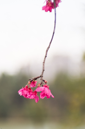 Close up view to a peach blossomの写真素材