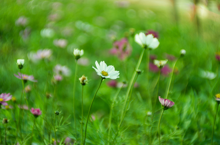 Galsang flower close up viewの写真素材