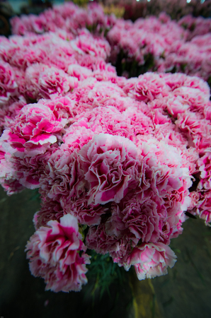 Dounan flower carnation flowers close up viewの写真素材