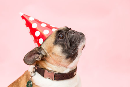 party hat frenchieの写真素材