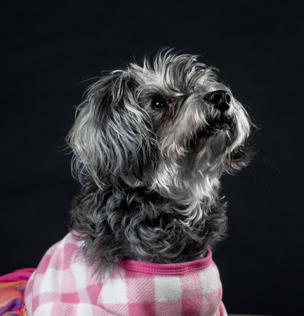 puppy sitting prettyの写真素材