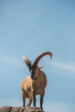 billygoat vertical on rocksの写真素材