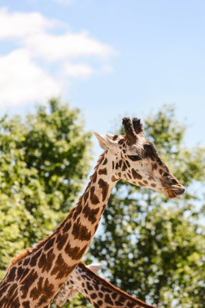 giraffe sticking out tongueの写真素材