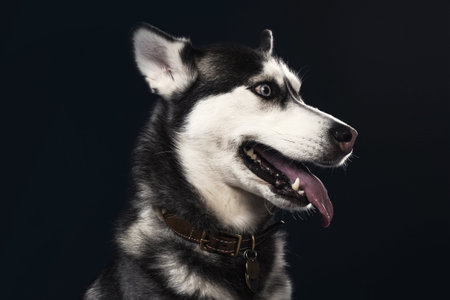 happy huskyの写真素材