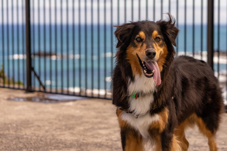 happy dog with tongue hanging outの写真素材