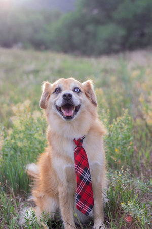 boss dogの写真素材