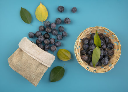 top view of the small dark globose astringent fruit sloes on a bucket with sloes falling outの写真素材