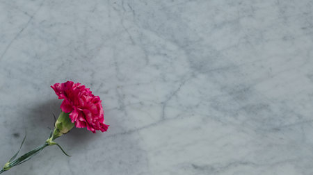 Blooming pink carnation flower on a marble backgroundの写真素材