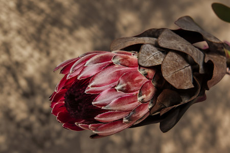 Blooming pink protea flowerの写真素材